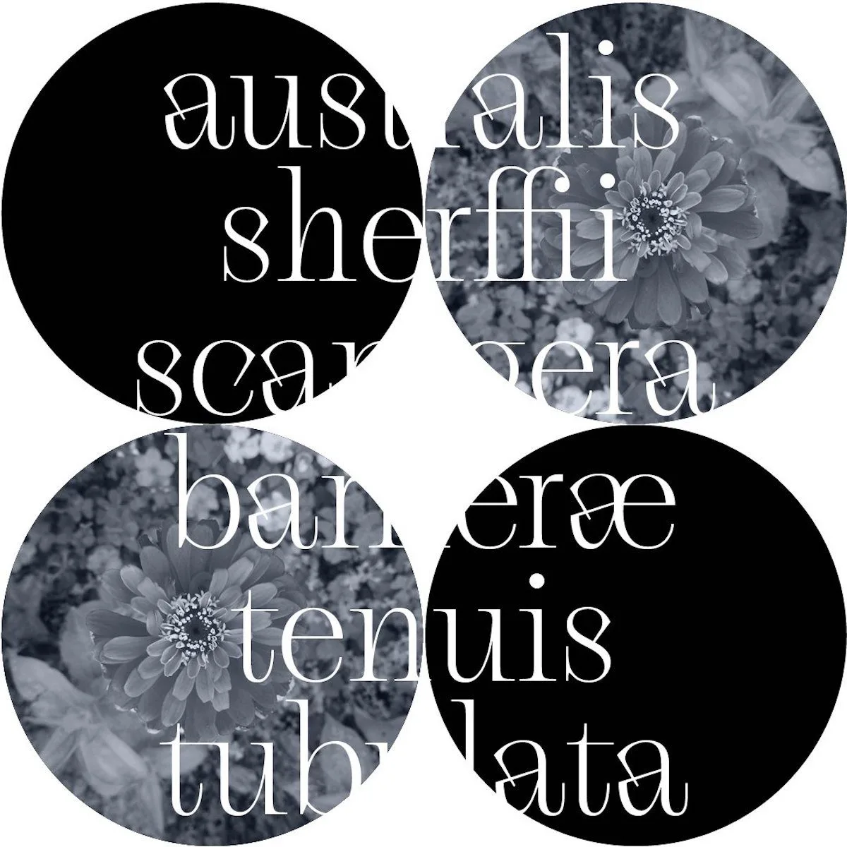 Gallique Light V.2 Updated Features 